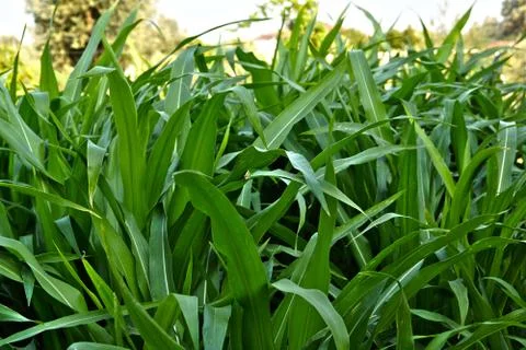 Corn Leaves Stock Photos