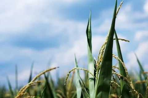 Corn leaves Stock Photos