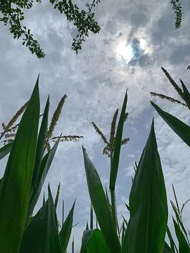 Corn leaves Stock Photos