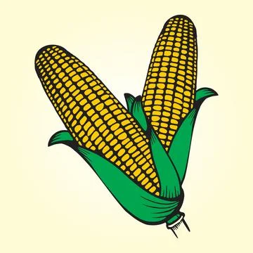 Corn with leaves set, vector illustration, hand drawing sketch Stock Photos