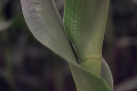 Corn leaves. Sprouts, nature, fields, agriculture Stock Photos