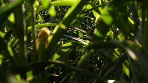 Corn leaves on the stem Stock Footage 73940408