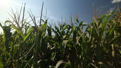 Corn leaves on the stem Stock Footage 73940844