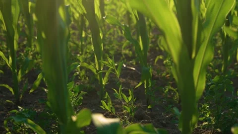 Corn leaves in sun at sunset. Farm of maize plants close up Stock Footage 303566580