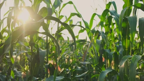 Corn leaves at sunset. Maize harvest field landscape with blue sky and sun Stock Footage 247136850