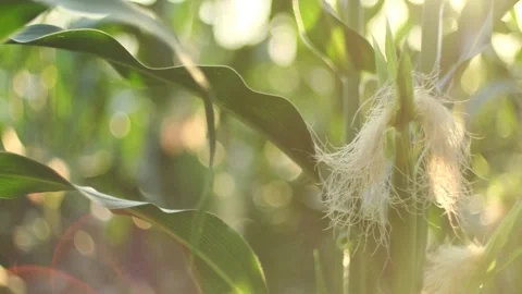 Corn leaves at sunset. Rural landscape with green lush foliage on maize field Stock Footage 247074818