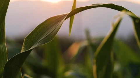 Corn leaves sway gently in the evening breeze as the sun sets Stock Footage 297528787