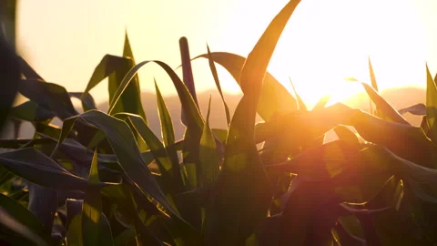 Corn leaves sway gently in the evening breeze as the sun sets Stock Footage 297528803