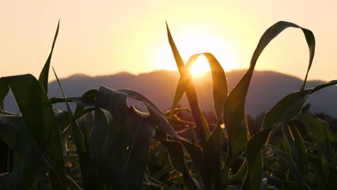Corn leaves sway gently in the evening breeze as the sun sets Stock Footage 299314493