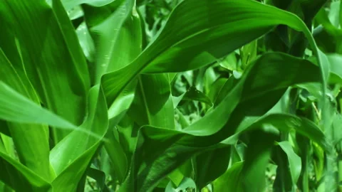 Corn leaves sway with the wind during the day. Stock Footage 146212141