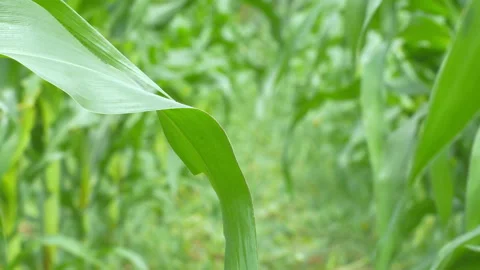 Corn leaves sway with the wind during the day. Stock Footage 146212535