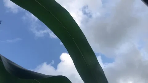 Corn leaves swaying in the wind against Stock Footage 296820400