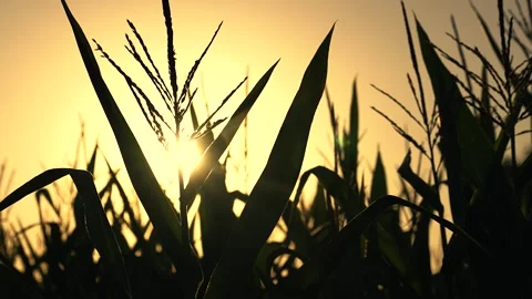 Corn leaves swaying in wind in field at sunset. Corn foliage, agribusiness Stock Footage 302422524