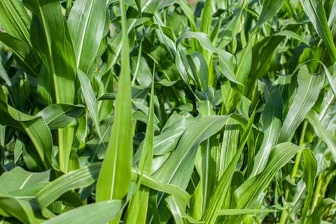 Corn leaves texture horizontal Stock Photos