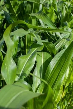 Corn leaves texture vertical Stock Photos