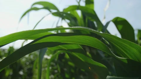 Corn leaves tight shot Vídeos de archivo 54708387