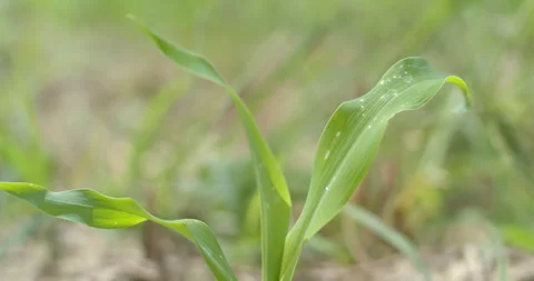 Corn leaves at two weeks old show small spotted marks. Stock Footage 323315316