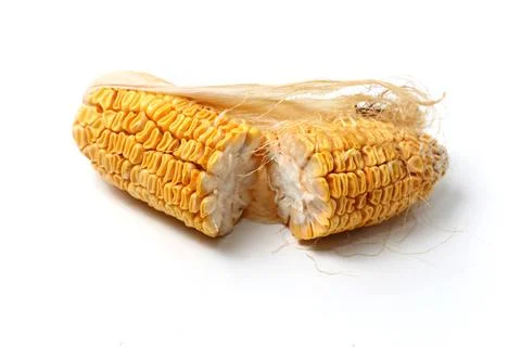 Corn that is left too long until the kernels shrivel Stock Photos