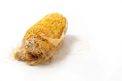 Corn that is left too long until the kernels shrivel Stock Photos