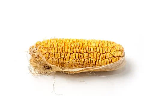 Corn that is left too long until the kernels shrivel Stock Photos