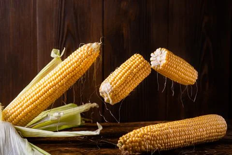 Corn levitation. Fresh raw corn cobs on a dark wooden background fly in the a Stock Photos