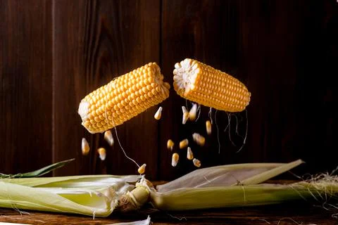 Corn levitation. A head of fresh corn breaks in half, individual grains fly a Stock Photos