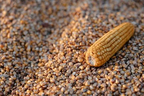 The corn lies on the corn grain. Close-up. Place for your text Stock Photos