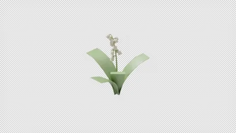 Corn lily - Loop Alpha HD ProRes Stock Footage 328354583
