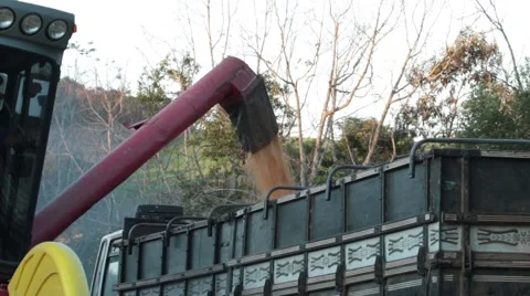 Corn load after harvesting day 库存影片 51340872