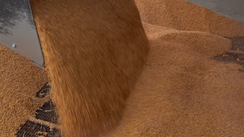 Corn loading warehouse Stock Footage 119334742