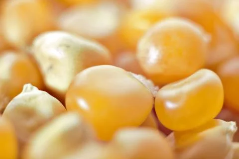 Corn macro Stock-Fotos