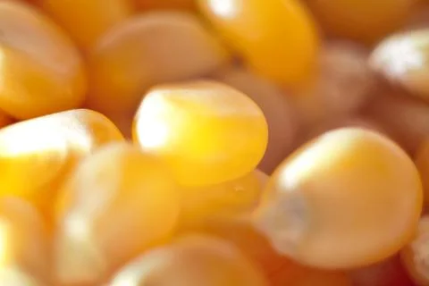 Corn macro Stock Photos