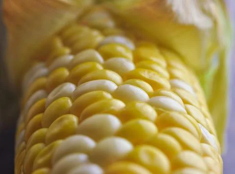 Corn Macro Stock Photos
