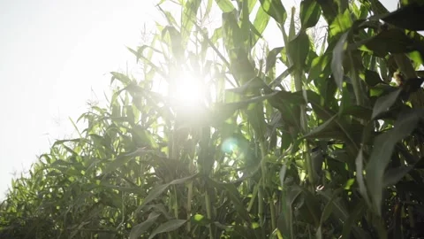 Corn maize agriculture field nature Stock Footage 140808724