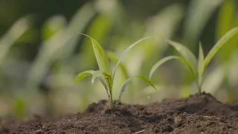 Corn Maize Agriculture Stock Footage 341952721