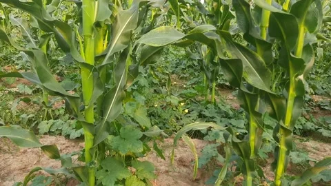 Corn Maize Agriculture Nature Field. 库存影片 239062229
