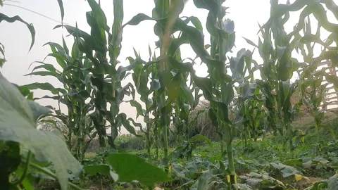 Corn Maize Agriculture Nature Field. 库存影片 239084389