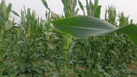 Corn Maize Agriculture Nature Field. Vídeo Stock 239084571