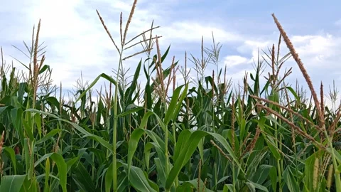 Corn Maize Agriculture Nature Field background. green corn in a field against a  Stock Footage 317050471