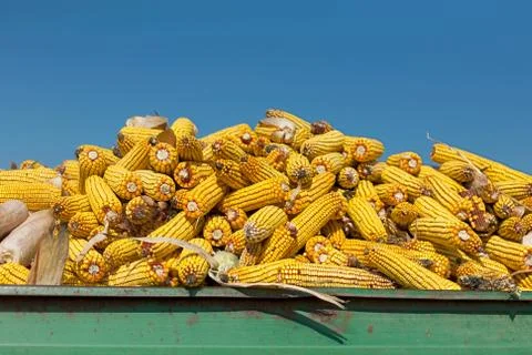 Corn maize cobs against crystal clear sky Stock Photos