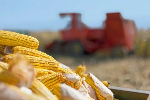 Corn maize cobs and combine harvester Stock Photos