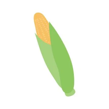 Corn, maize, corncob hand drawn illustration. Stock Illustration