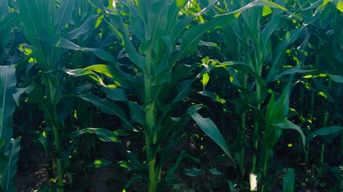 Corn maize crop field in summer with harsh sunlight and lens flare Video stock 245415953