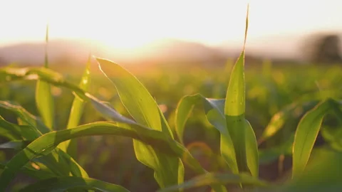 Corn maize field with blowing wind in evening and light shines Stock Footage 166371072