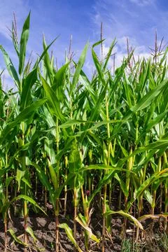 Corn Maize field with blue sky close up Stock Photos