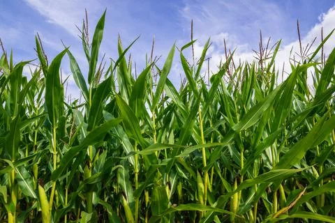 Corn Maize field with blue sky close up Stock Photos