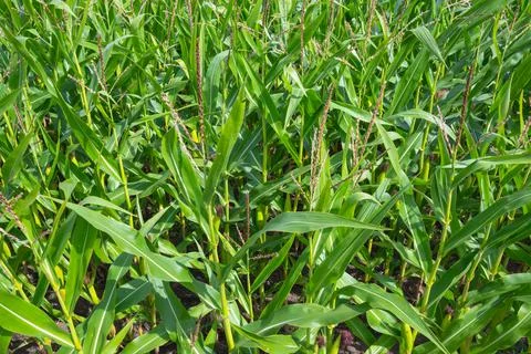 Corn Maize field close up seamless full frame Stock Photos