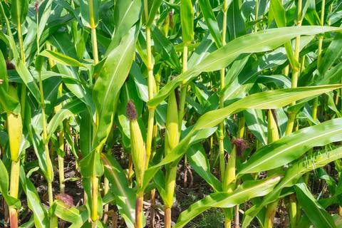 Corn Maize field close up seamless full frame Stock Photos