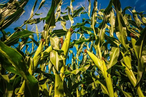 Corn maize field closeup against blue sky Stock Photos