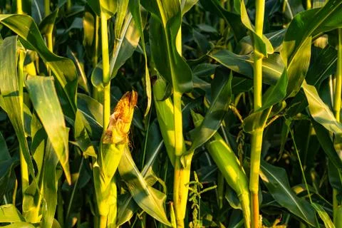 Corn (maize) field closeup Stock Photos